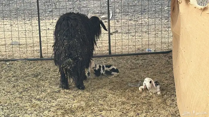 نجد دفيع ولد 2