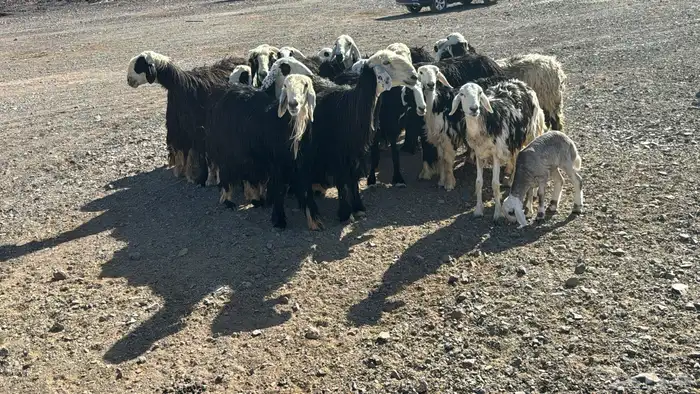 نجد دفيع ولد 7