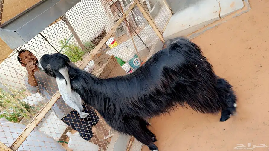 تيس فحل طيب مشروك منوة القناي 3