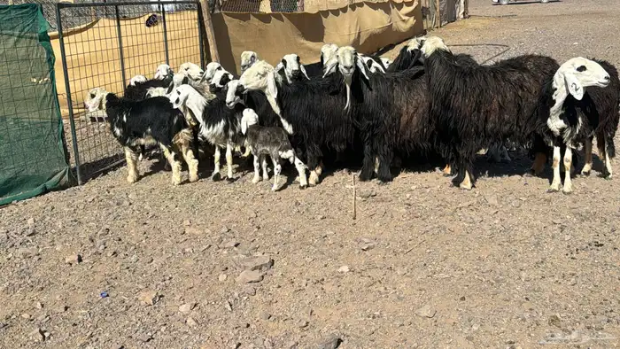 نجد دفيع ولد 6