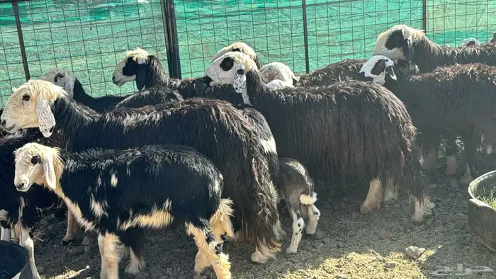 نجد دفيع ولد 8