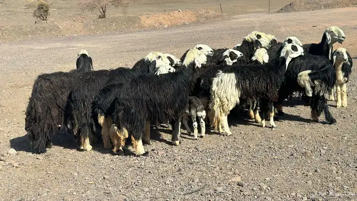 نجد دفيع ولد 5