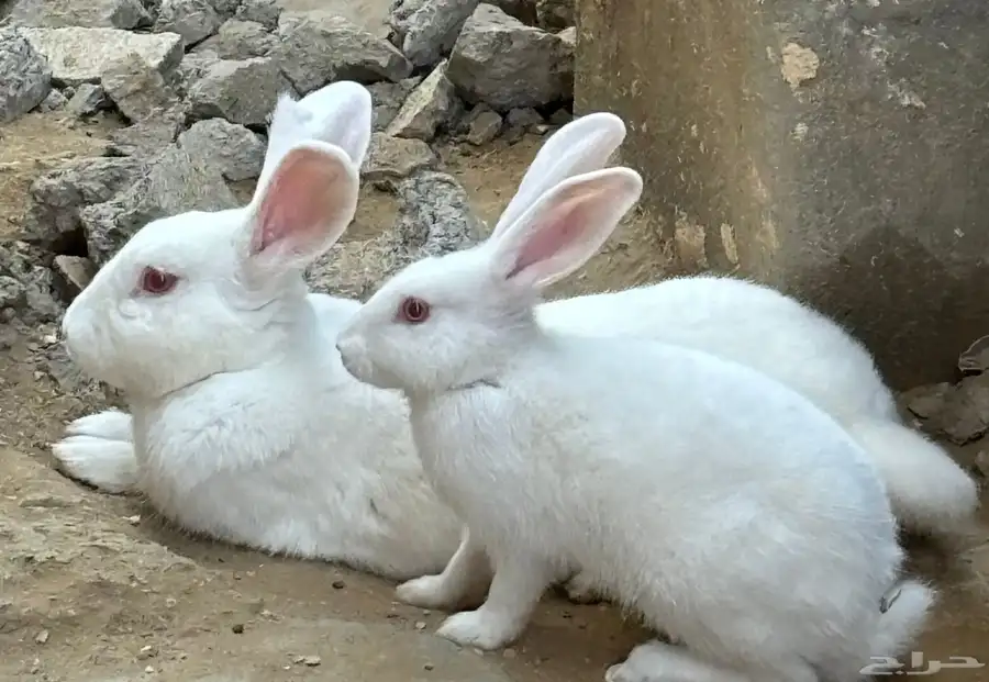 أرنب نيوزلندي ابيض  نقي 0