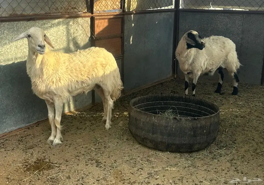 نعجتين حيل للبيع 3