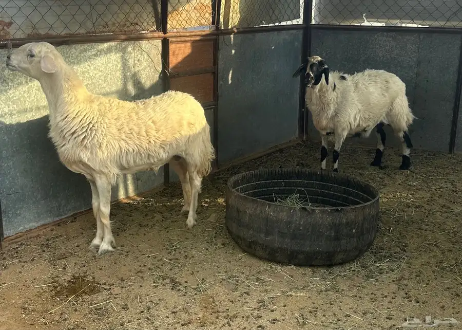 نعجتين حيل للبيع 2