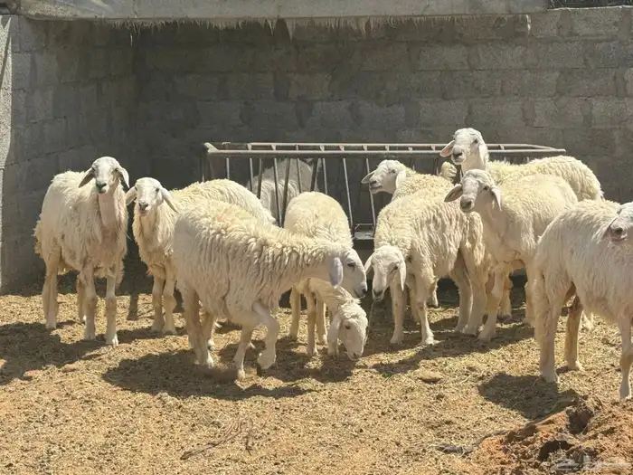 اليوم تشرفت بالجلب في حراج الخرج كسبنا رجال كفو محلي العفجة 4