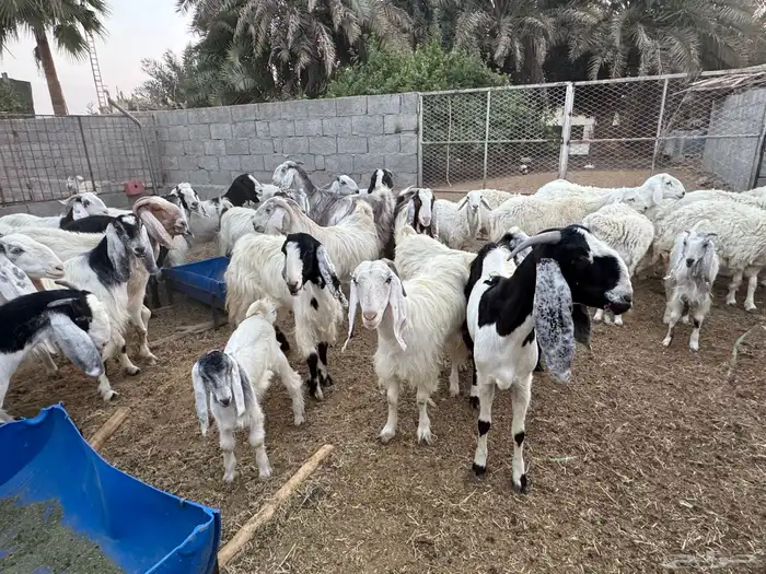 اليوم تشرفت بالجلب في حراج الخرج كسبنا رجال كفو محلي العفجة 2