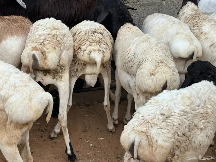 برابر جذعان مرآبي طب وتخير 0