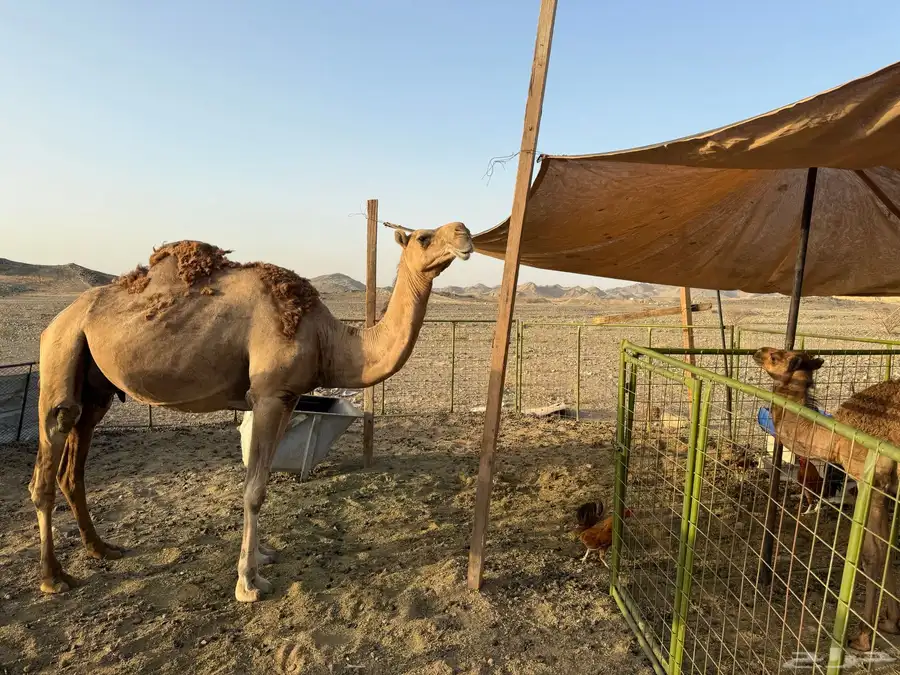 ناقة خلفه حمرا 1