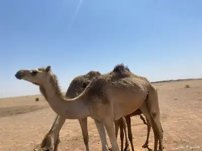 بكره جذعه طيبه 1