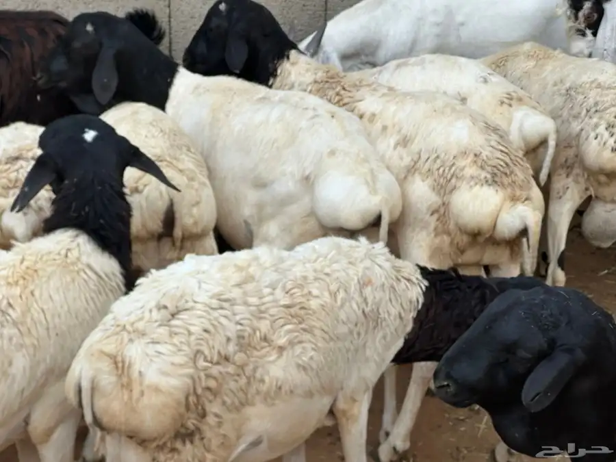 برابر جذعان مرآبي طب وتخير 1