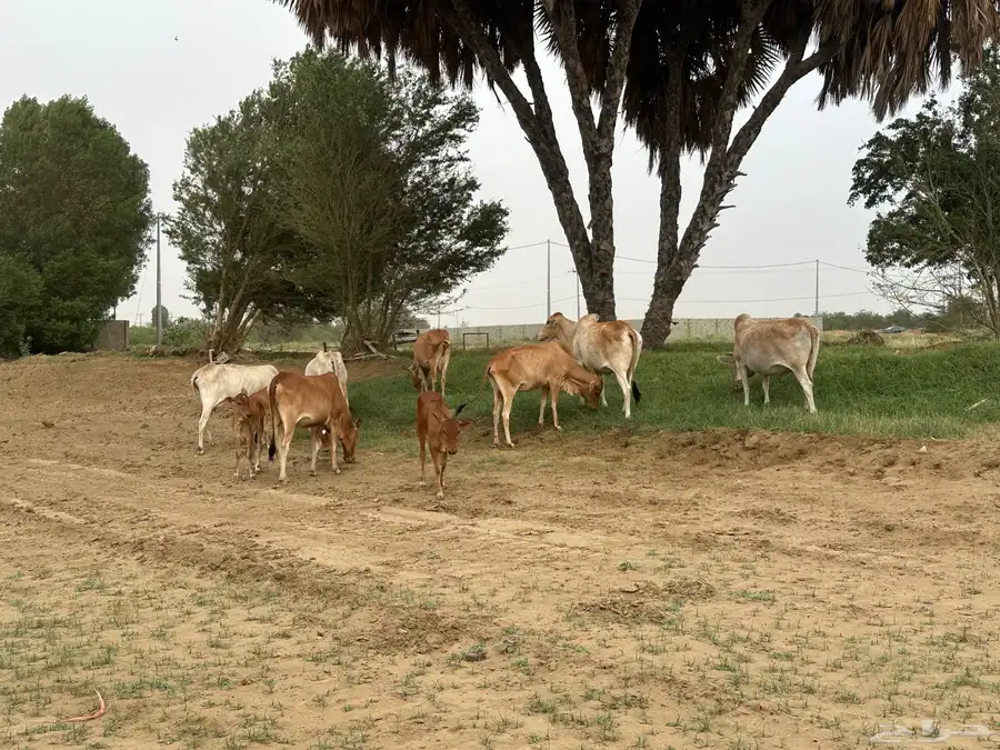 بقر للبيع مع الفحل 12