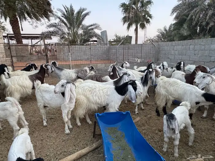 اليوم تشرفت بالجلب في حراج الخرج كسبنا رجال كفو محلي العفجة 3