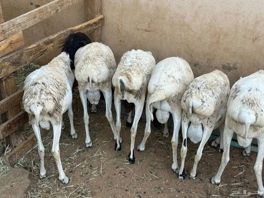برابر جذعان مرآبي طب وتخير 6