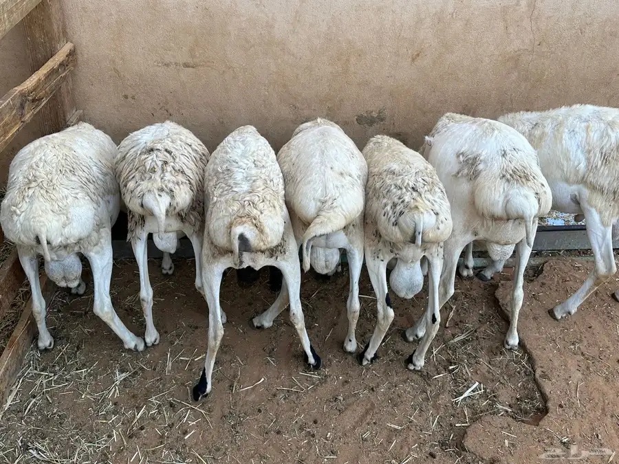 برابر جذعان مرآبي طب وتخير 8