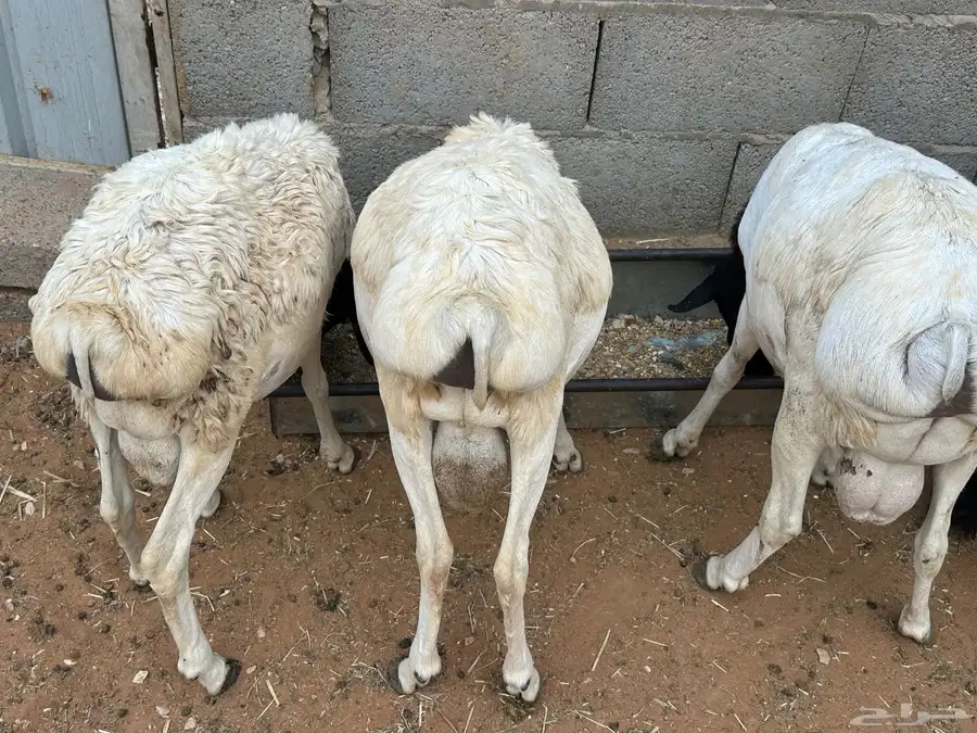 برابر جذعان مرآبي طب وتخير 3