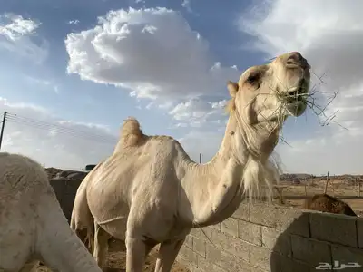 بعير كفو 0