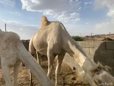 بعير كفو 1