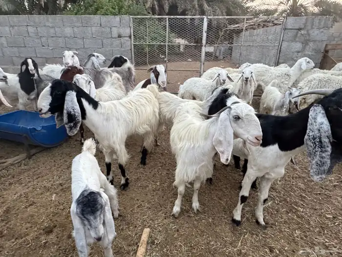 اليوم تشرفت بالجلب في حراج الخرج كسبنا رجال كفو محلي العفجة 0