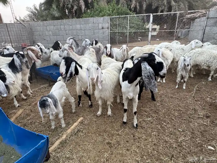 اليوم تشرفت بالجلب في حراج الخرج كسبنا رجال كفو محلي العفجة 1