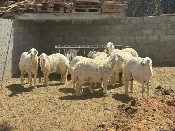 اليوم تشرفت بالجلب في حراج الخرج كسبنا رجال كفو محلي العفجة 5