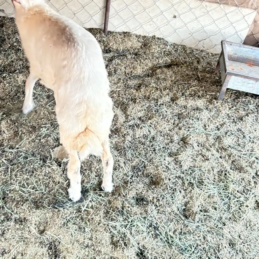 للبيع طليان ورخال 0