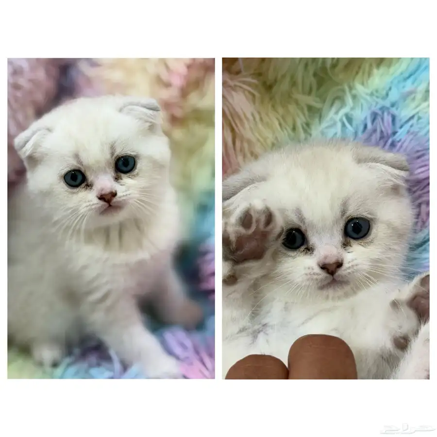 قطط كيتن سكوتش فولد و هملايا 4
