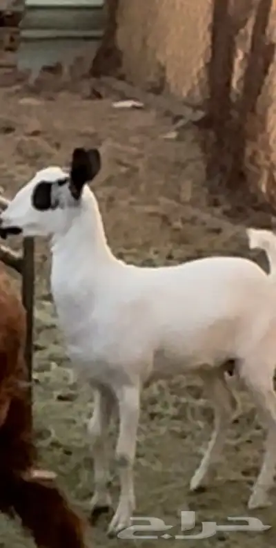 جفره فقدت عند سوق الاغنام في ذو حجي 0