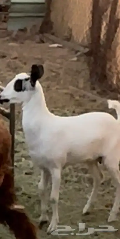 جفره فقدت عند سوق الاغنام في ذو حجي 0