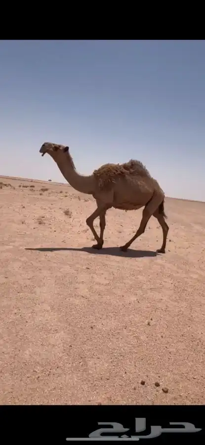 للبيع لقحه كفووو 0