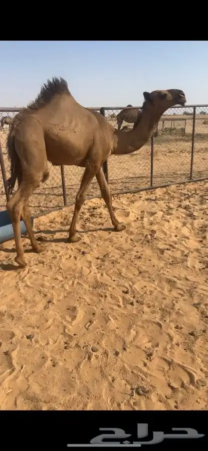 للبيع قعود الكفو 0