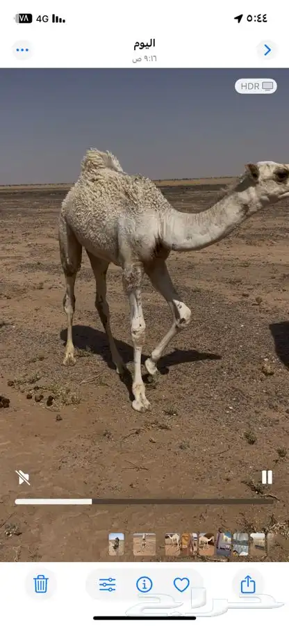 حوار للبيع 1