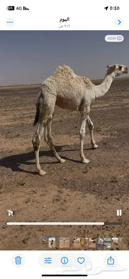 حوار للبيع 2