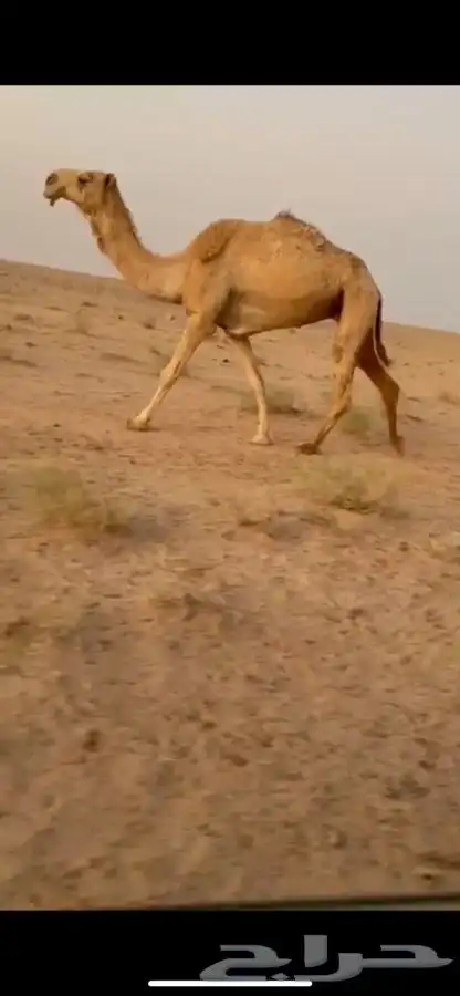 ناقه باتليه 0