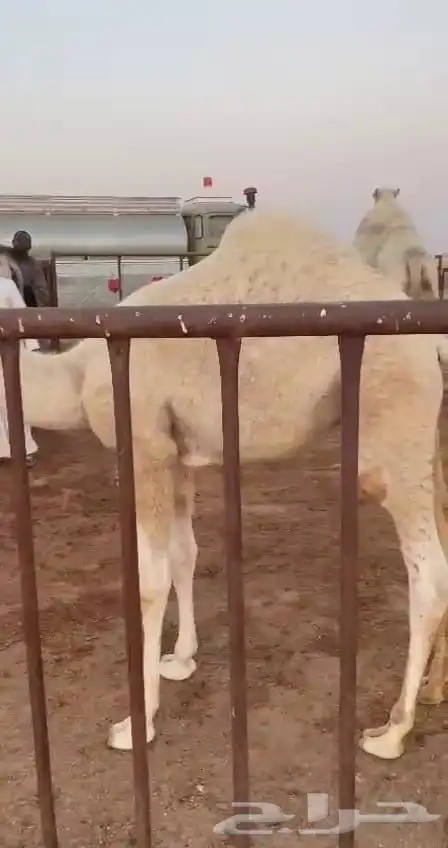قعود للبيع 0