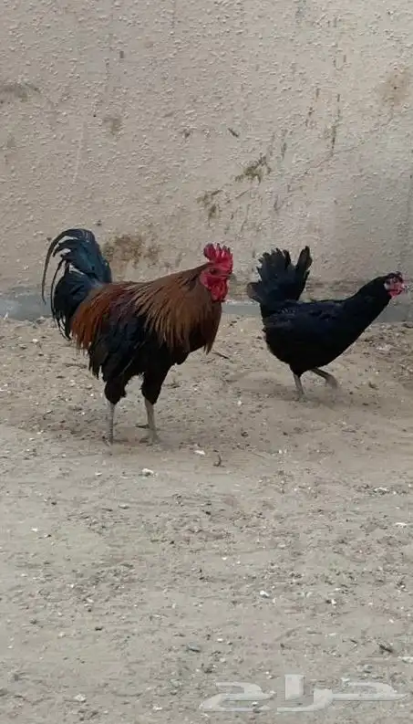 دييك عربي اصييل 0