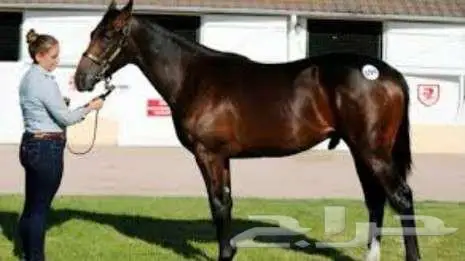 خيول للبيع 20 عدد خيل انجليزي وغيره 0