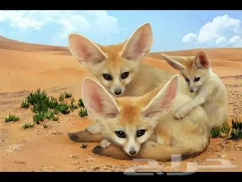 ثعلب الفنر 1