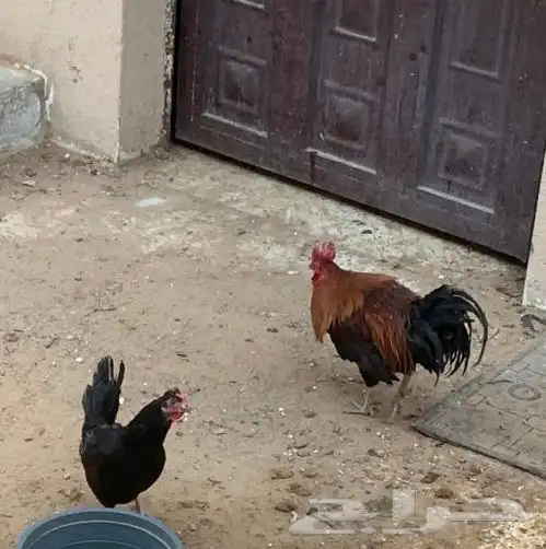 دييك عربي اصييل 4