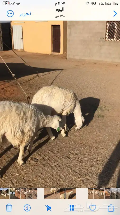 رباعيات حيل مغلقات واطراف طيبه 0