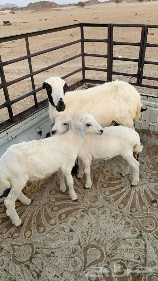 للبيع رخل متاومه رفيديه برخال والحين مضرع له شهر 1