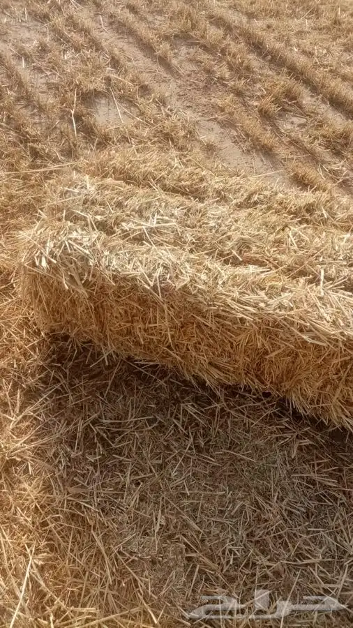 تبن بر قمح طيب وارضه مرية 2