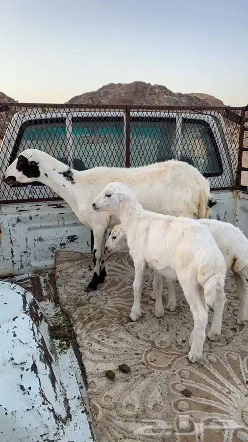 للبيع رخل متاومه رفيديه برخال والحين مضرع له شهر 0