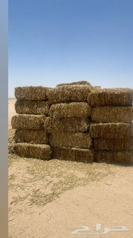 اعلاف للبيع تبن 1