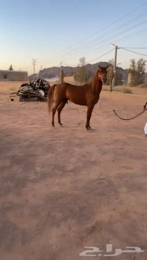 حصان شعبي 3