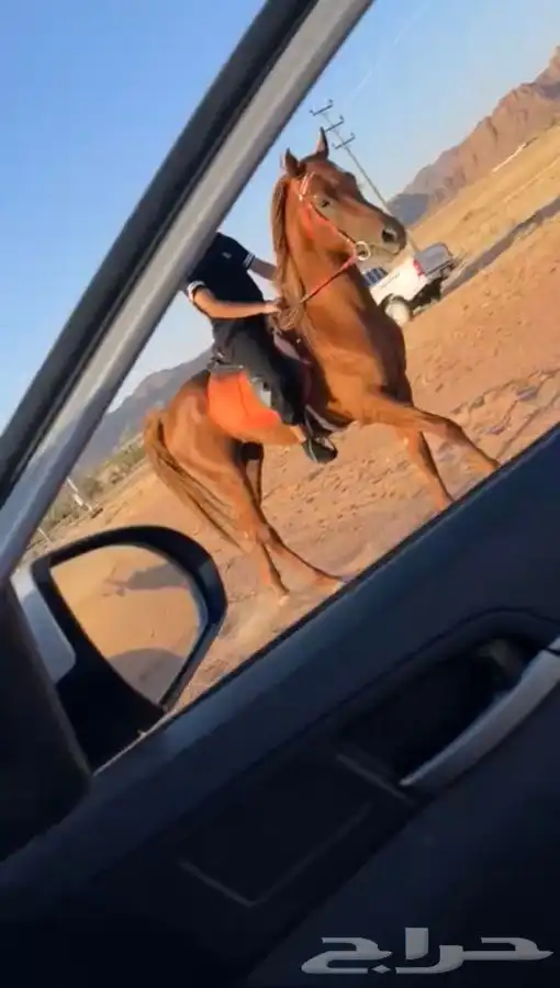 حصان شعبي 2