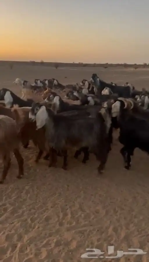 معزا اعدد 31 فيهن وحده خلفه الباقي مضريع المعزا طيبه 0