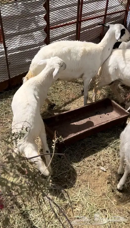 غنم للبيع 1