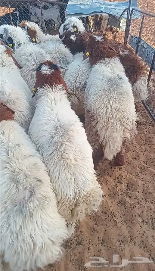 بهم وجفار مراح 1