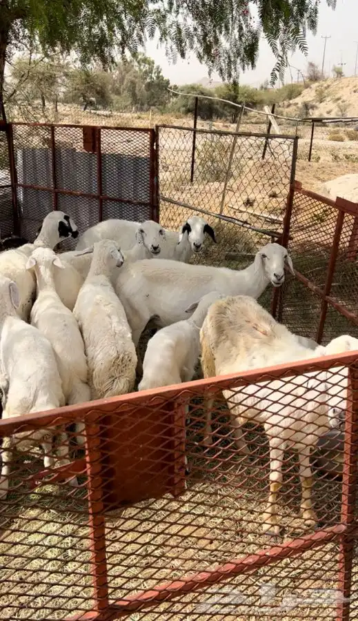 غنم للبيع 0